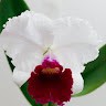 Áurea M.