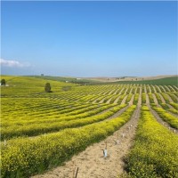 Joaquin Pastor Casado