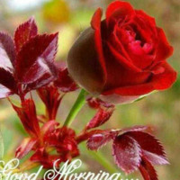 Ghouse Sahab Shaikh