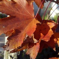 Pablo Casariego Córdoba