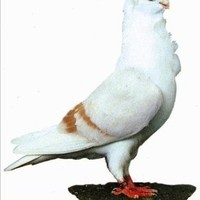 Meftah Hamed