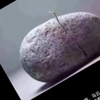 李金泽