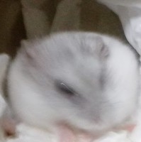 陳致豪