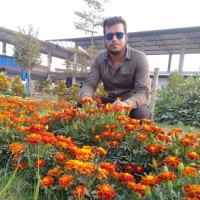 Sojib Hasan
