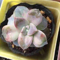 张素梅