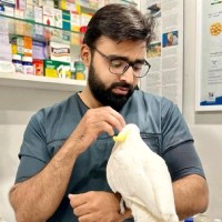 Muhammad Hamza Shabbir