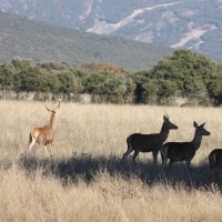 Juan Vicente Casanova Monteagudo