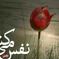 Hamid Firuz