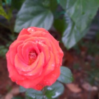 Dhanya Ganesh