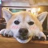 宋先帅