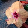 Pandia Rajan