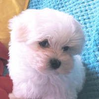 chantal .P