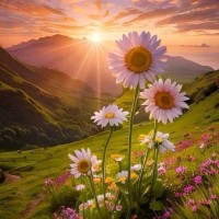 Daisy Andan