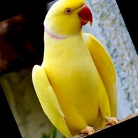 Abdul Aziz P T A Aziz