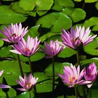 Liza Alexandra Hermosa Denis