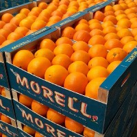 Jonas Morell