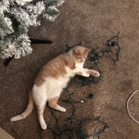 Merry Clinkingbeard