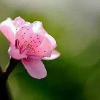 罗少明