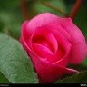 Jacintha R