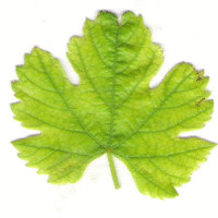 Robin Deleage