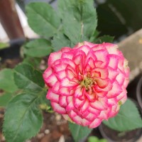 Chintia Aprilianti