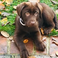 Andy Honey - Clc Manager