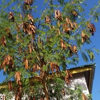 caaqil deeq mohamed deeq