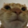 【Cat.】 Undefined