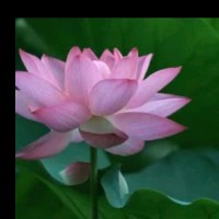 李兰平