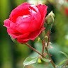 Bikash Mahato