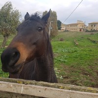 Giovanni Scacciaferro