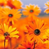 maria armanda carina