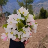 Waseema Bhat