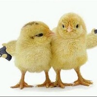 Mohammad Taghi Delavari