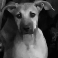 Vladimiro Macedo Francisco