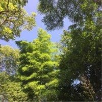 熊自立