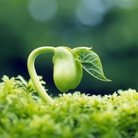 樊湛普