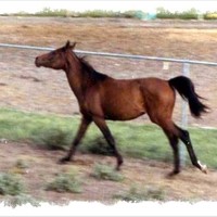 Wooden Bow Legacy Arabian's