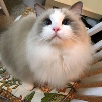 马玉林