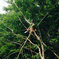 John Culley /LTS Treework