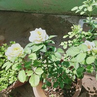 Amudha P.M