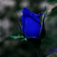 rose gonzales