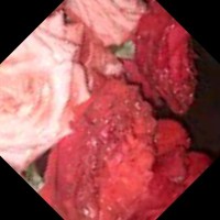 الوردة البيضاء