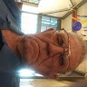 Bob Knoche