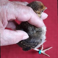 Loi en Maartje Burger