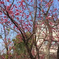 袁淑麟