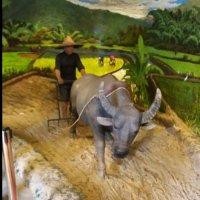 李心伟