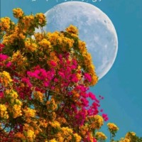 فواز عميري