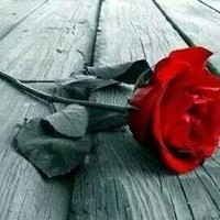 razia hanif