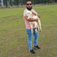 Shoaib Image